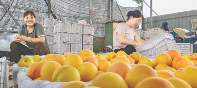 禹王特色果蔬“黄桃”销往异国他乡。

7月22日，夏县禹王镇西其里村村民在 ...