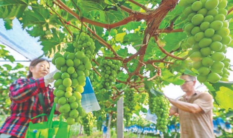 夏县裴介镇师村大力发展葡萄种植，现种植葡萄1000余亩，成为远近闻名的葡萄 ...