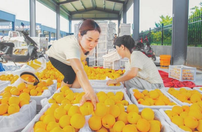 夏县胡张乡5000亩“黄金油桃”大面积成熟，7月24日，农产品交易市场，村民 ...