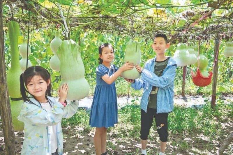 酷似白菜的葫芦新品种在夏县禹王镇东浒村问世。

这些自然长成的葫芦新品种 ...