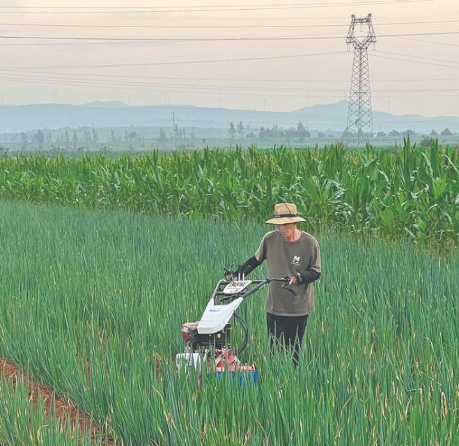 8月7日，万荣县解店镇西解村农户在大葱田里培土。

立秋之后，当地农户加紧 ...