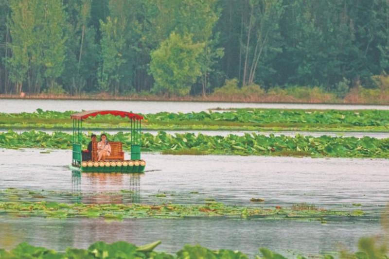 立秋时节，平陆三湾大天鹅景区，碧绿的荷叶铺满水面，吸引众多游客前来游玩 ...