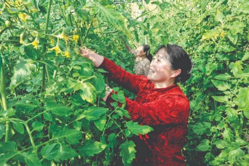 东毋庄开展春季蔬菜田间管理