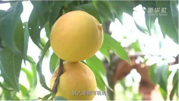 史庄村黄金油桃种植发展小记 史庄村黄金油桃种植发展小记
