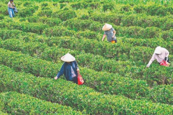夏茶采摘