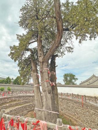 临晋文庙郁郁唐柏见证古镇崇文风 临晋文庙郁郁唐柏见证古镇崇文风