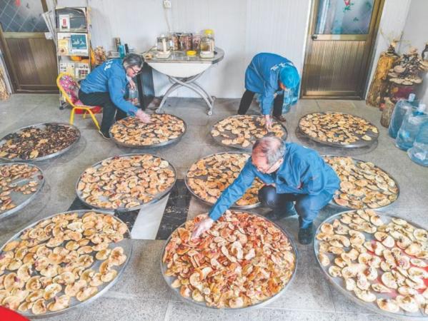 运城灵芝：从“盐碱地”到“黄金芝”的生态密码