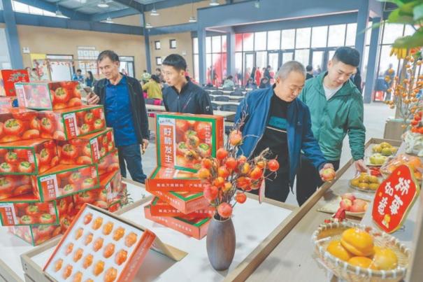 万荣光华乡柿子休闲游启幕  农旅融合助振兴