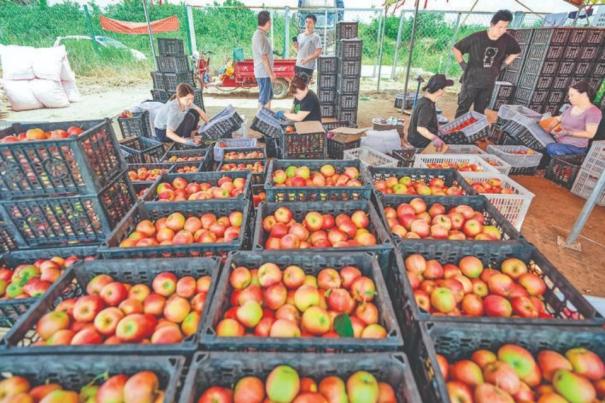 丰收河东：枣红苹果梨葡萄