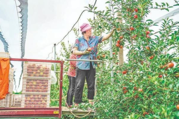 丰收河东：枣红苹果梨葡萄