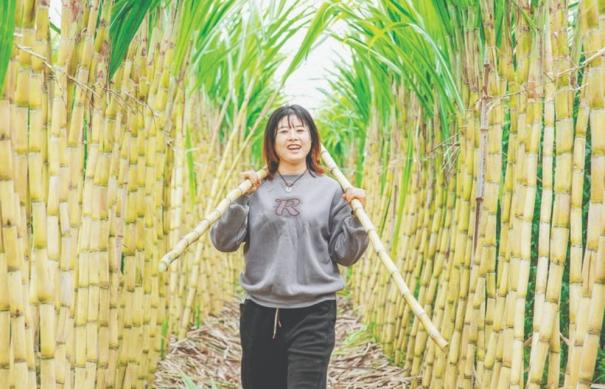 “南蔗北种”破题，夏县枣园村亩收万元闯出富民路